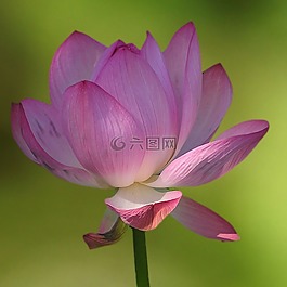花,开花,白色粉红色