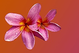 花,開花,粉紅色