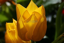 郁金香,花卉,黃色