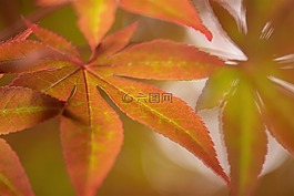 樹,自然,戶外
