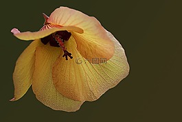 花,開花,黃橙
