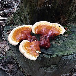 真菌,菌類,蘑菇