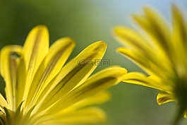 西班牙的雏菊,花,花的