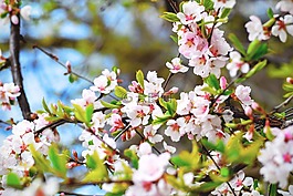 盛開,開花,枝杈