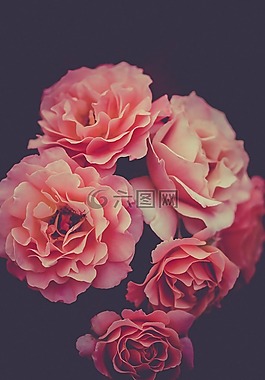 盛開(kāi),開(kāi)花,植物區(qū)系