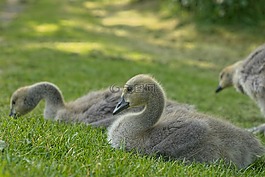 鵝,動物,鳥