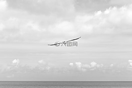 鳥(niǎo),海鷗,鷗