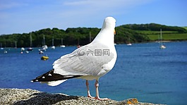 海鷗,海,鳥