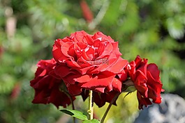 玫瑰,紅色,花園
