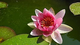 睡蓮,池塘,水生植物