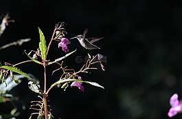 鳥,盛開,開花