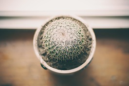 盆花,仙人掌,沙漠