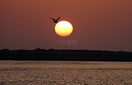 日落,鳥,鷗