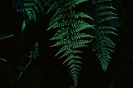 蕨类植物,叶子,自然
