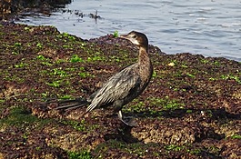 鳥,小鸕鶿,microcarbo尼日爾