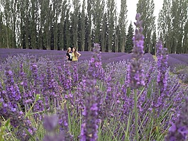 薰衣草,朋友,花