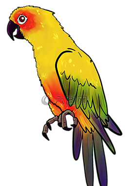鳥,動(dòng)物,鳥類