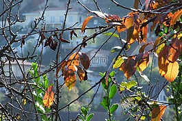 秋天,葉子,分支機(jī)構(gòu)