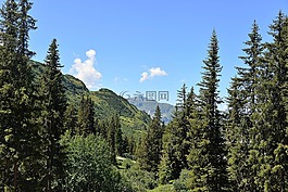 森林,山,kaunertal