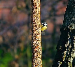 鳥,山雀,食品