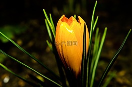 花,開花,冬天