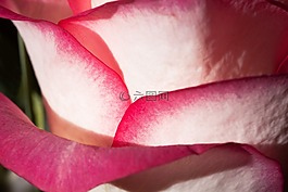 玫瑰,薔薇科,復(fù)合材料