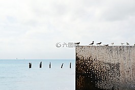 海鷗,鳥,墻