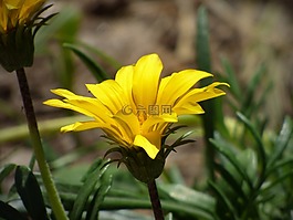 花,黄色花,花瓣