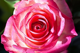 玫瑰,薔薇科,復(fù)合材料