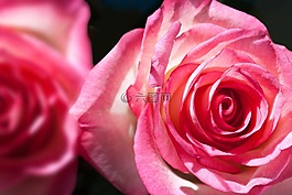 玫瑰,薔薇科,復(fù)合材料