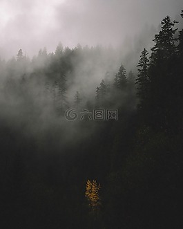 樹(shù),植物,自然