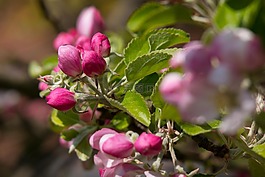 蘋果花,蘋果樹,芽