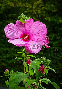 芙蓉,棉花糖,錦葵