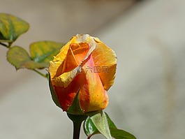 花,黃色花,繭