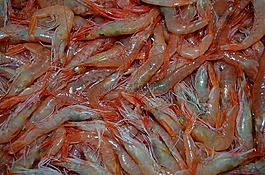 蝦,水果的大海,魚