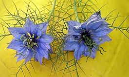 花,自然,葉