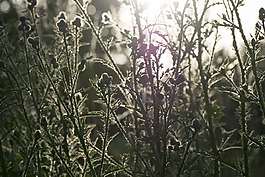 草,綠色,日落