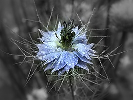 自然,植物區(qū)系,花