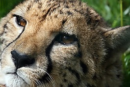獵豹,野生貓,肖像