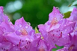 粉红色,花,杜鹃