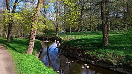 初夏,公園,樹