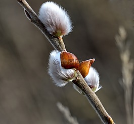 褪色柳,牧場(chǎng),布什