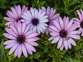 非洲雏菊,osteospermum,花