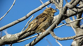 麻雀,鳥(niǎo),自然