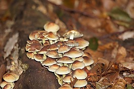 森林,森林的地面,蘑菇