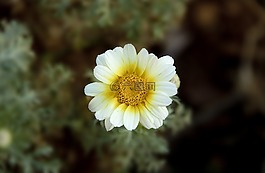 白,黃色,花瓣