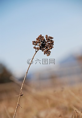 干,廠,種子的頭