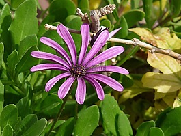 盛開,花,雛菊