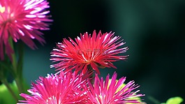 花,花瓣,鮮花