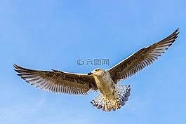 海鷗,鳥,飛行